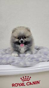 Tiny Pomeranian