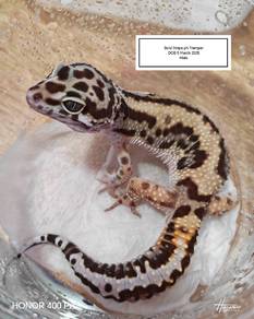 Leopard Gecko 