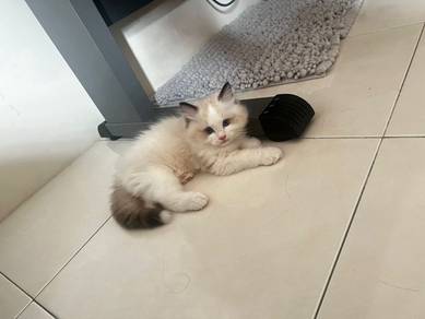 Ragdoll Kitten 