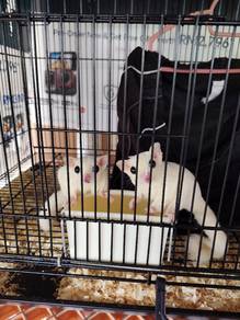 sugar glider 1pair