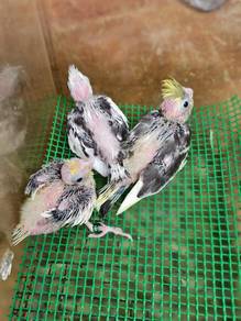 Anak Burung Tiel
