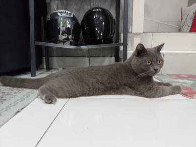 British Shorthair Purebred Male