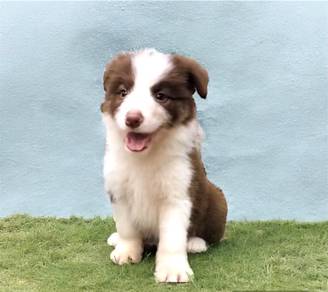 Border collie chocolate mka and microchip