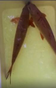 Ikan Kelah Merah saiz 13inci