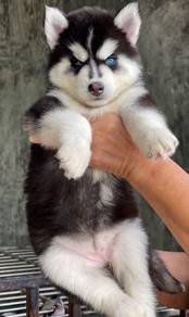 SIBERIAN HUSKY PUPPIES 🌻 Boy~Girl VIP39
