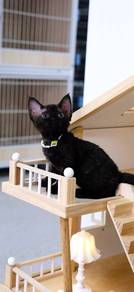 Exquisite little black female Devon Rex