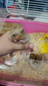 hamster bigbone long hair 
