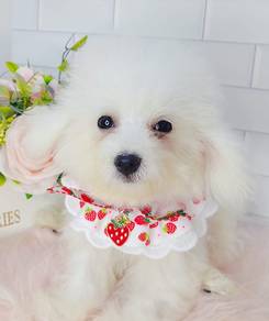 Bichon Frise