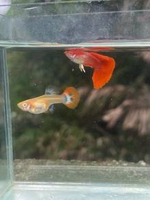 ikan guppy albino red ros
