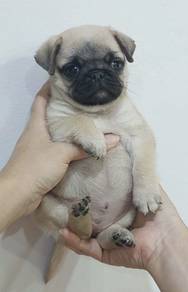 PUG PUPPIES 623 🌻 Chubby Pug Female