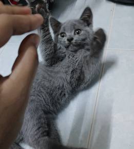 Pure BSH Kitten for rehome