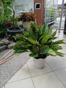 Pokok Aglaonema