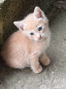 fatty brown kitten