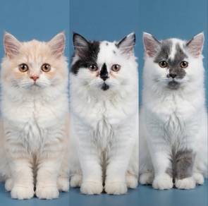 Kucing Parsi