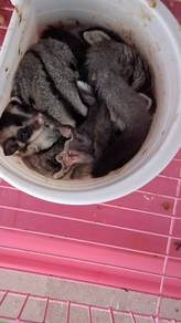 Suger glider