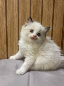 kitten