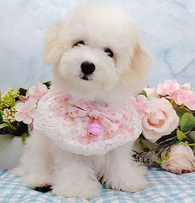 Bichon