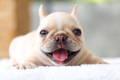 French bulldog -Girl 