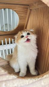Scottish fold