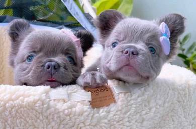 FRENCH BULLDOG PUPPIES 🌻VIP131  Long Fur / Girl