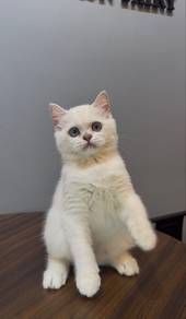 Silver Point British Short Hair