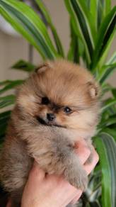 T4835 Bright-eyed Pomeranian fluff thick hair pupp