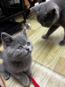 BSH Kitten Blue