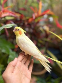 burung cockatiel lutino jinak bird parrot