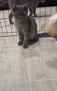 Kucing British Shorthair