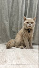 BSH Lilac Cert