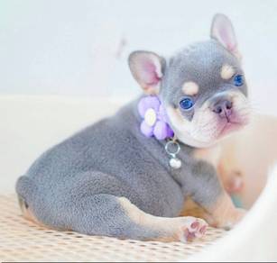 Lilac and Tan blue eye -Boy 