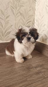 Shih Tzu Puppy (Male)