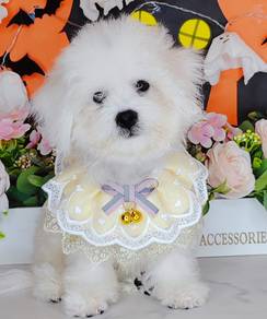 Bichon