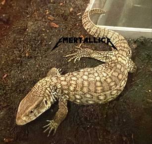 Savannah Monitor Lizard. (Varanus Exanthematicus)