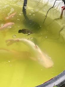 Large Albino Catfish / Albino Pangasius