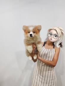 corgi longcoat 