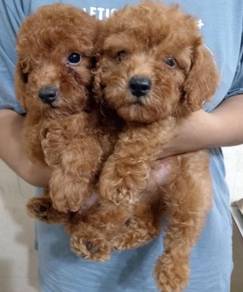 Toy poodle 
