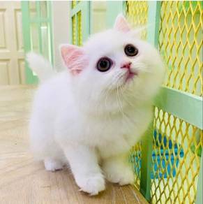 Munchkin Napoleon Kaki Pendek kucing