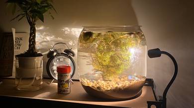 Aquarium Full Set Custom Ready Setup