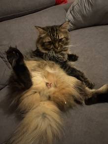 british & maincoon - Ready to mate
