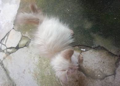 kucing untuk dijual
