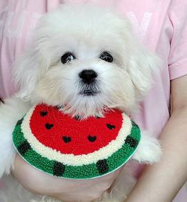 Bichon
