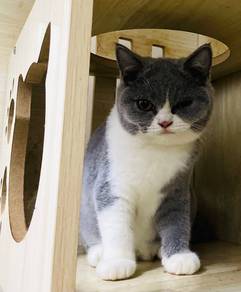 BSH Bicolor Pure