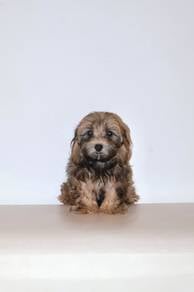 J0794 Maltipoo tiny fluffy puppy