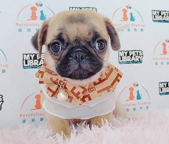 Pug