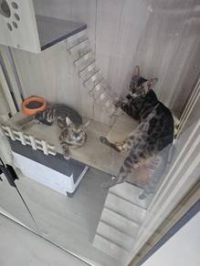 Bengal 