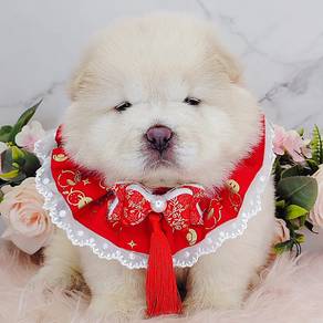Chow Chow