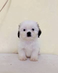 shih tzu female snoopy look promo price 