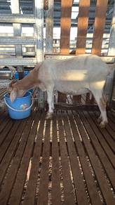 Kambing Dijual