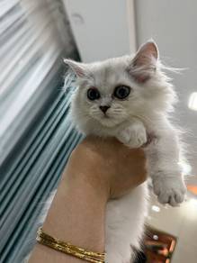 British long hair kitten